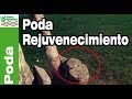 Poda de rejuvenecimiento en arboles ornamentales