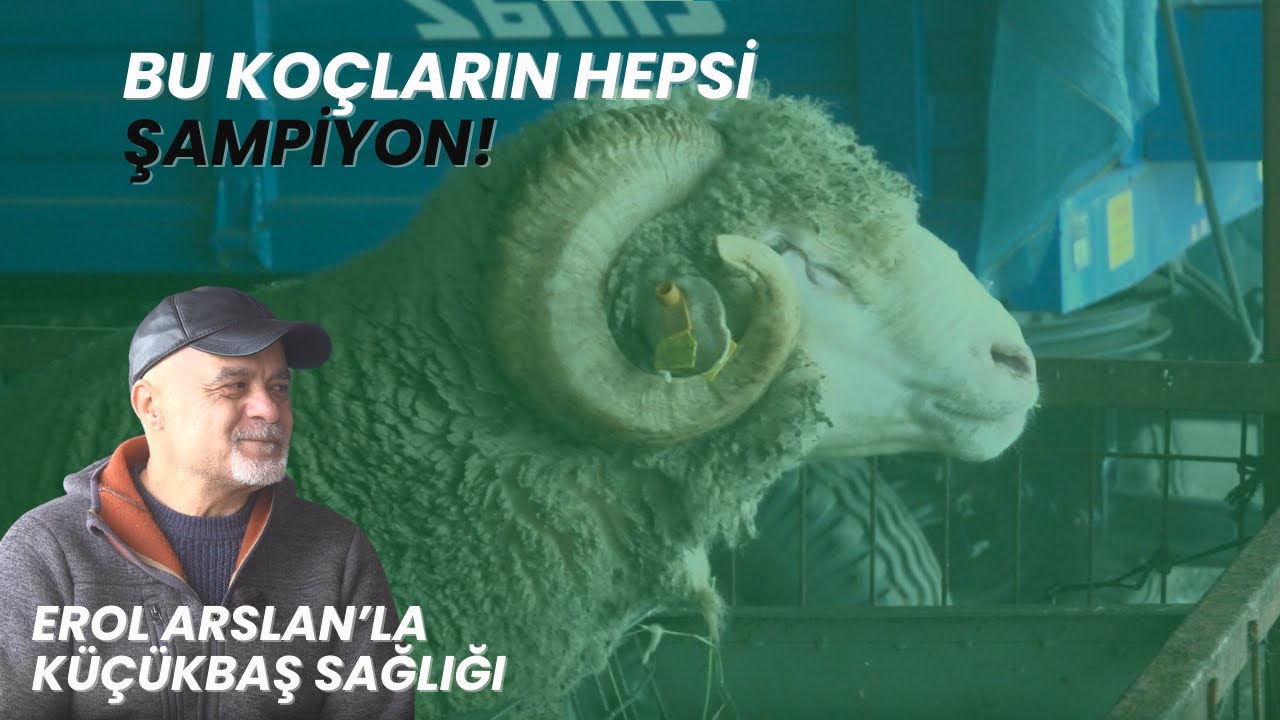 KARACABEY'İN ŞAMPİYON MERİNOSLARI I EROL ARSLAN'LA KÜÇÜKBAŞ SAĞLIĞI