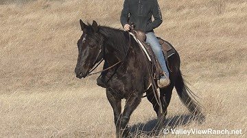 Cisco***For info, price, etc., go to our website***ValleyViewRanch.net