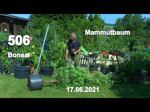 Video: Warum sind die Mammutbäume so wichtig?