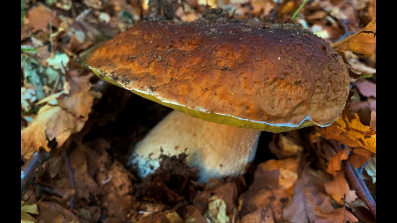Funghi PORCINI faggete appennino emiliano 18 settembre 2019 YouTube