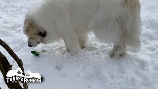 二代目カエルさんをさっそく気に入ったアランです　Great Pyrenees　グレートピレニーズ
