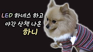 [달려라 하니] LED 하네스 하고 야간 산책하기