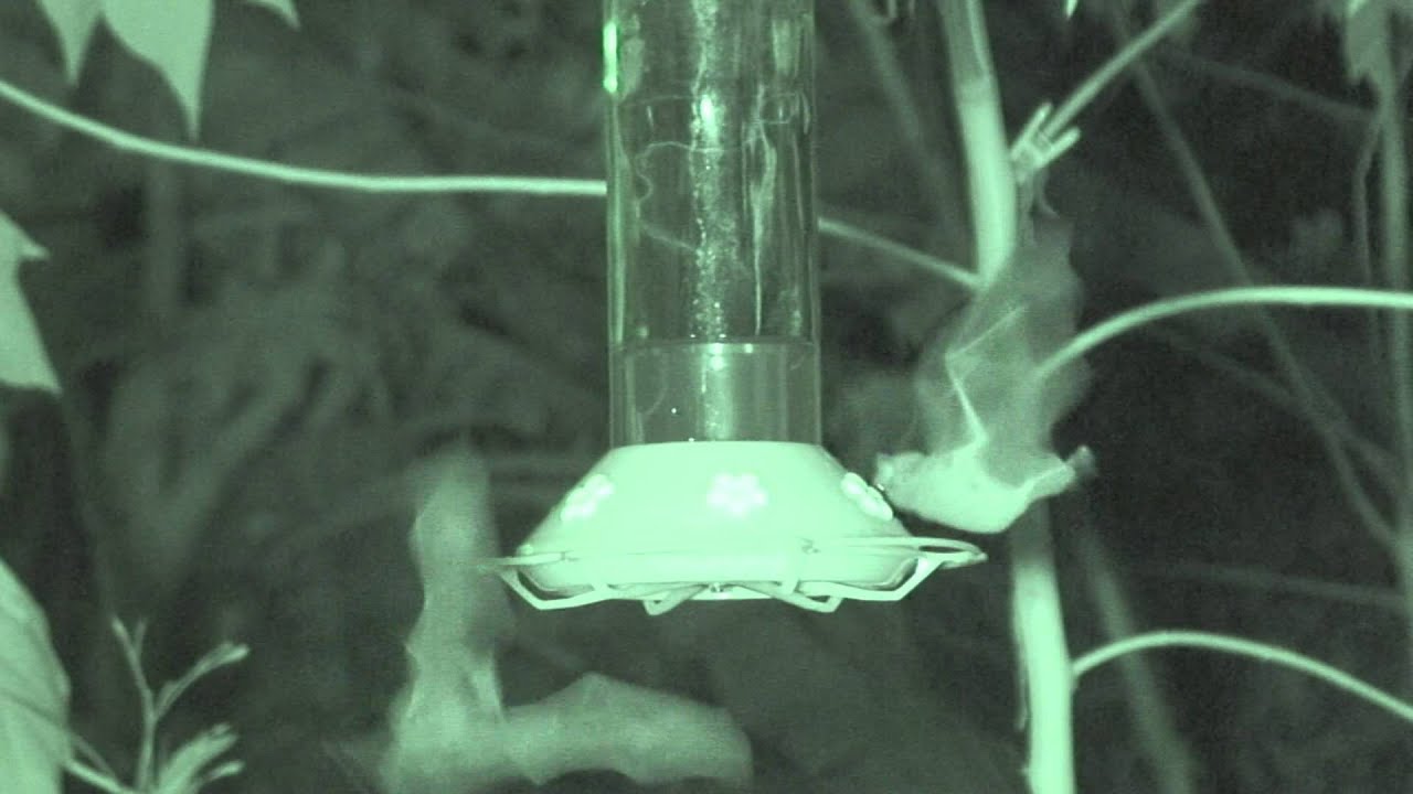 Do Bats Drink From Hummingbird Feeders At Night?