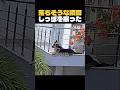 危険な瞬間、犬がしっぽを振った理由
