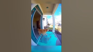 Thief Tried... Failed #shorts  #RingDoorbell #PackageThiefFail #PaintExplosion #FunnyFails