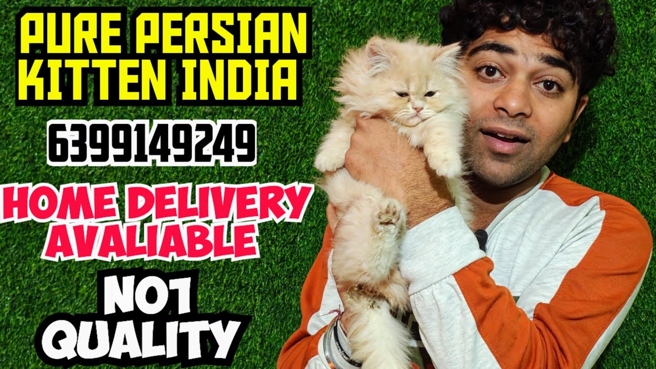 😍Pure Persian Cat for Sale in India | Cute Triple Coat Kitten | Persian Cat India