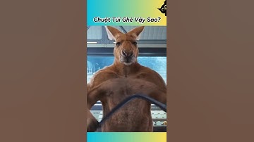 🦘 Khám Phá Bí Ẩn Chuột Túi Kangaroo 🌏 #thúcưng #vậtnuôi #chómèohàihước #funny #pets #cat #cute