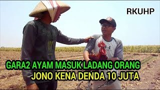 Gara2 Ayam masuk ladang orang | Komedi Indonesia #KUHP