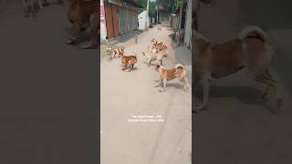 Dogs Vs Dogs But Everyones Confused