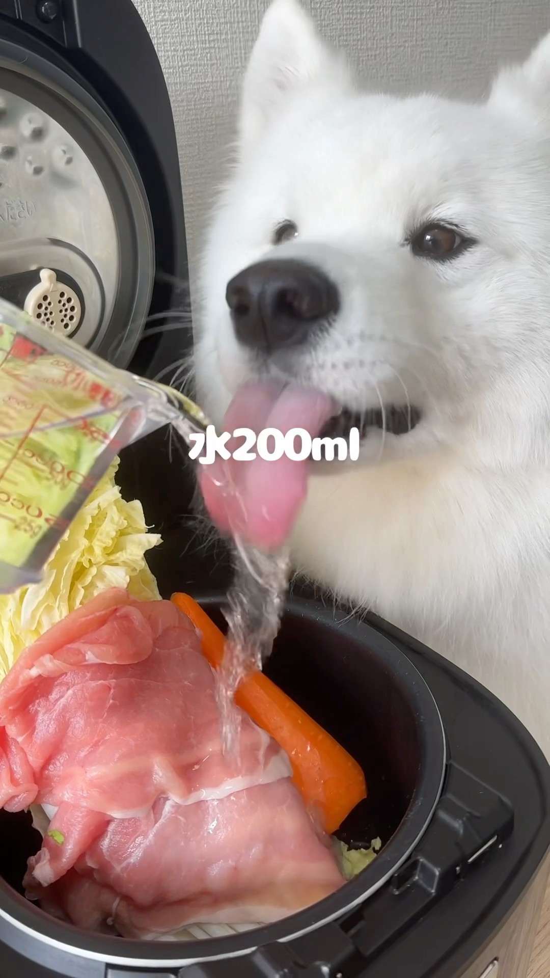 samoyed サモエド mysamoyed ショートパンツ - メルカリ
