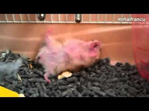 funny-hamsters-playing-dead-after-finger-shot-compilation