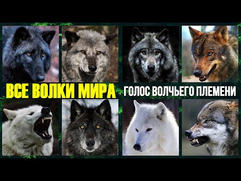 Волчье племя планеты! Голос хищников🔥 Волки лают, воют, рычат и ворчат