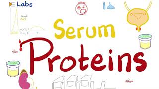 Albumin & Globulins (Alpha, Beta & Gamma)  Plasma Proteins and Electrophoresis  Labs