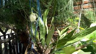 Kondisi Kuncup Bunga Wijayakusuma Yang Kuning Gagal Mekar