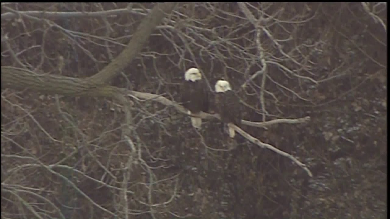 Much anticipated warm-up could lead to prime eagle viewing
