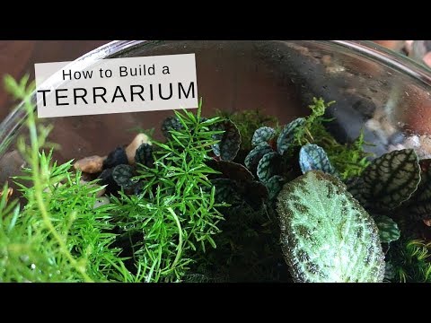 Como construir um Terrarium (Planta de casa DIY)