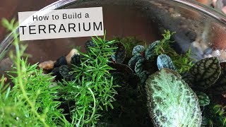 How to Build a Terrarium (Houseplant DIY)