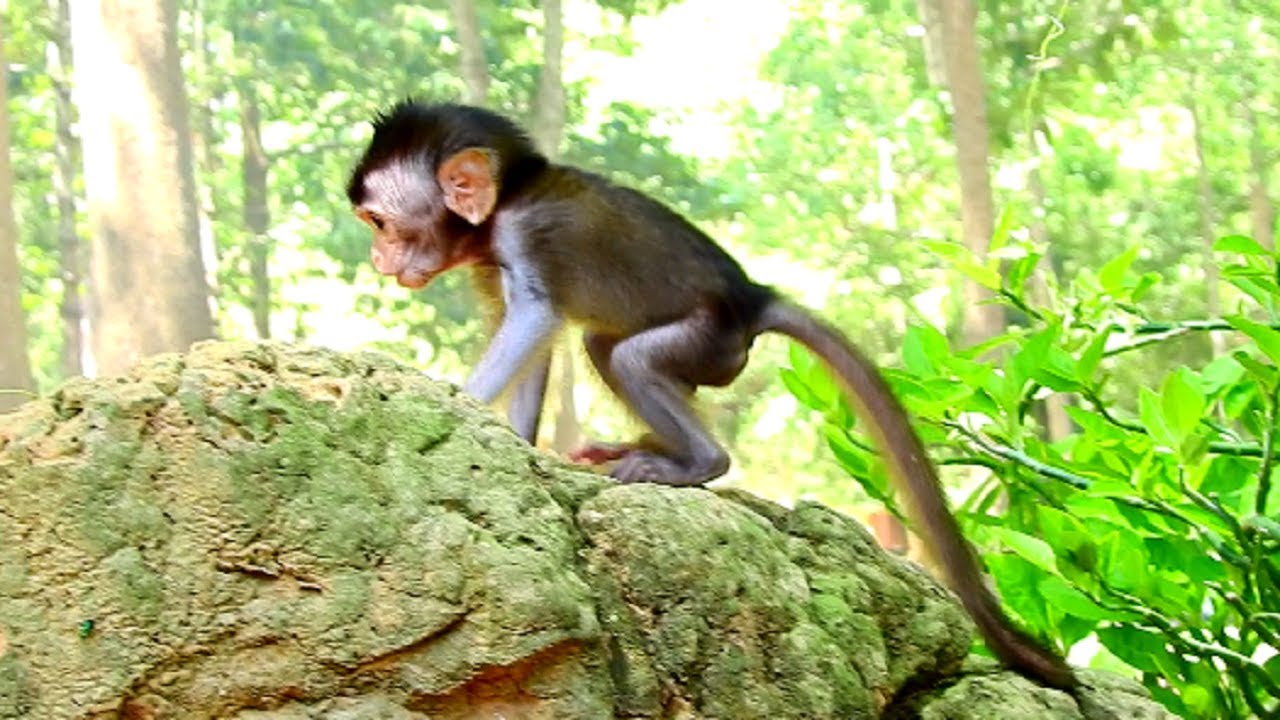 Daniela smile more better than crying, Lovely adorable baby monkey Daniela!