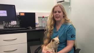 Laparoscopic Spaying