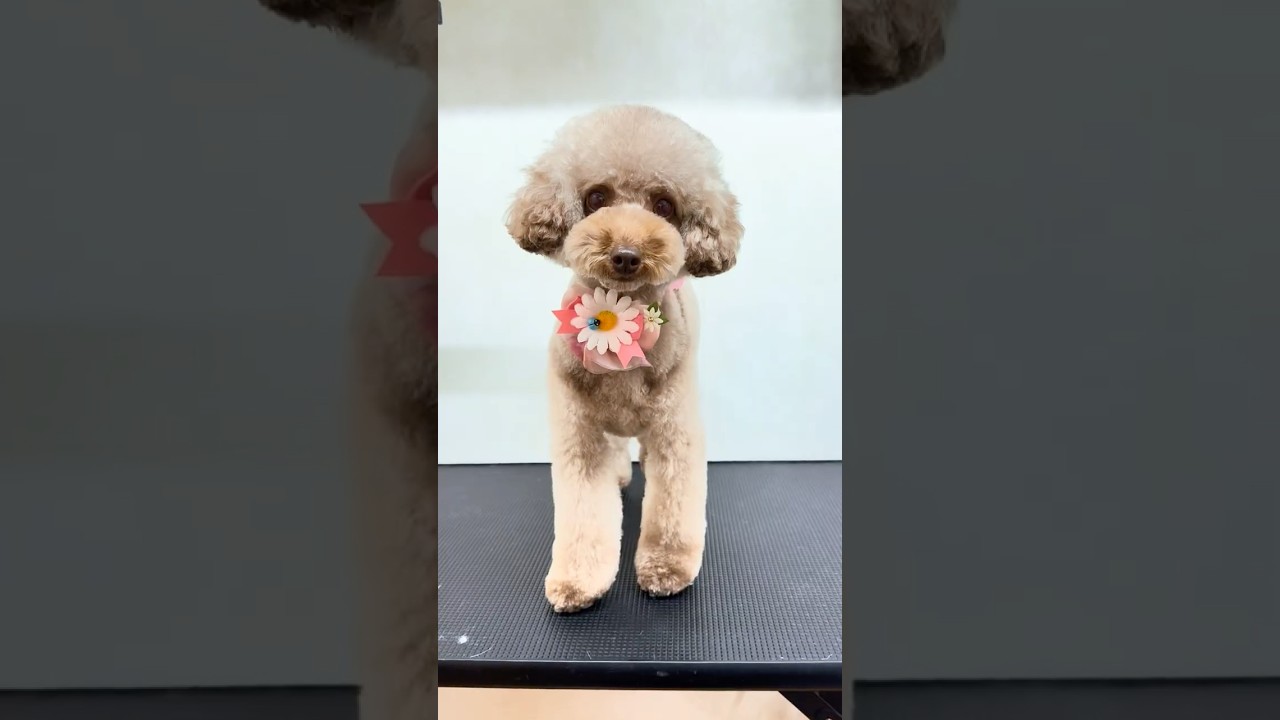 vlogトイプードル あんこちゃん's trimming #grooming #トリミング #トイプードル