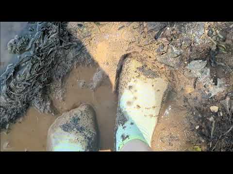 White And Yellow Striped Muddy puddle Socks!