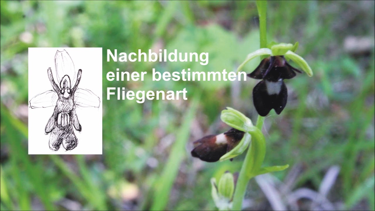 Die Fliegen-Ragwurz - eine Orch-Idee! Komplex und irreduzibel.