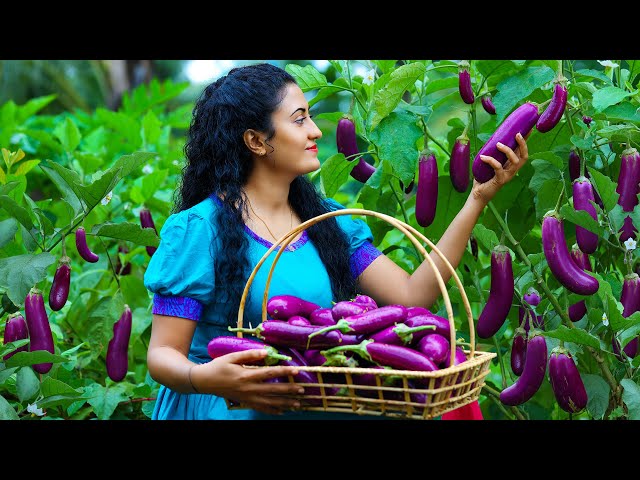 Farm fresh brinjals!🍆curried with secret filler u0026 fried them! String dragon pudding was no time. class=