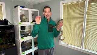 Very Important warning! Understanding Feeding Response and Prey Selection in Boas and Ball Pythons