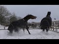 My Friesian Horse Loves The Snow But My Arab Gets Grumpy