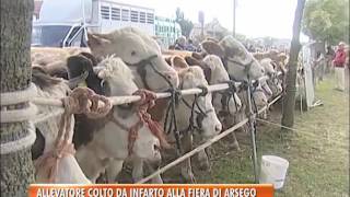 TG BASSANO (17/10/2016) - ALLEVATORE COLTO DA INFARTO ALLA FIERA DI ARSEGO