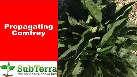 How to Propagate Comfrey from Root Cuttings
