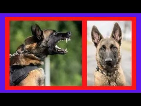Video: Koje zemlje koriste dobermane kao vojne pse?
