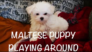 TOY MALTESE PUPPY PLAYING AND EATING by Limon the Maltese dog 2,906 views 2 years ago 1 minute, 30 seconds
