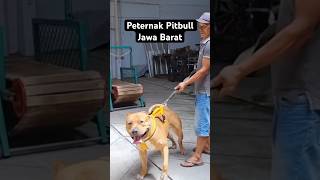 Peternakan Anjing Pitbull Jawa Barat
