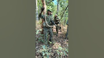 cobra commando 🇮🇳 with snake#crpf #army #viral #snake #youtubeshorts @Rakshakfouji