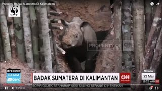 Badak Sumatera di Kalimantan
