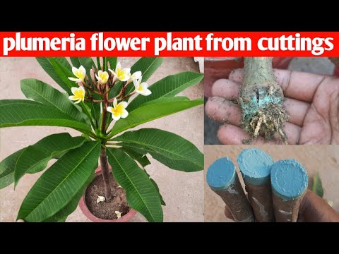 Βίντεο: Plumeria Care: Πώς να καλλιεργήσετε την Plumeria