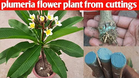 how to grow plumeria flower plant from cuttings - DayDayNews