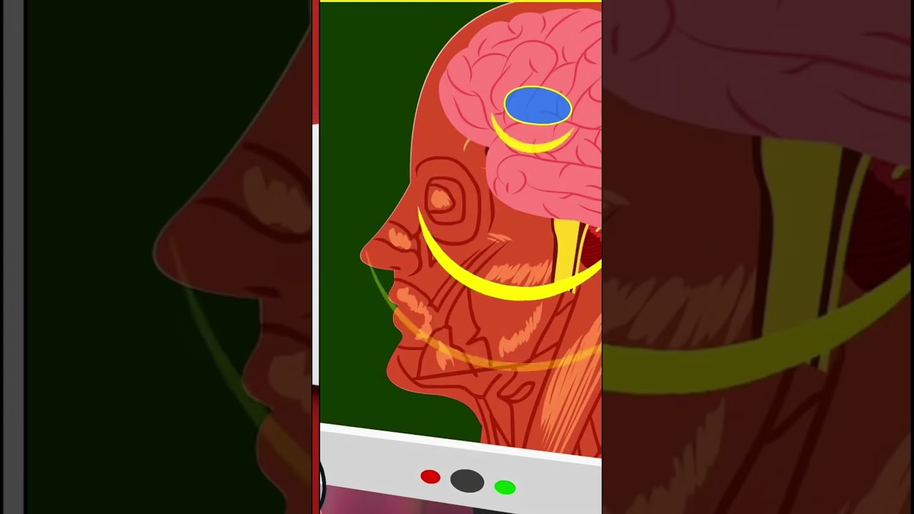 Why Do Some People Stutter 