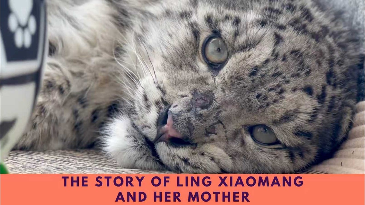 Updates on Snow Leopard Ling Xiaomang and Answers to Your Questions