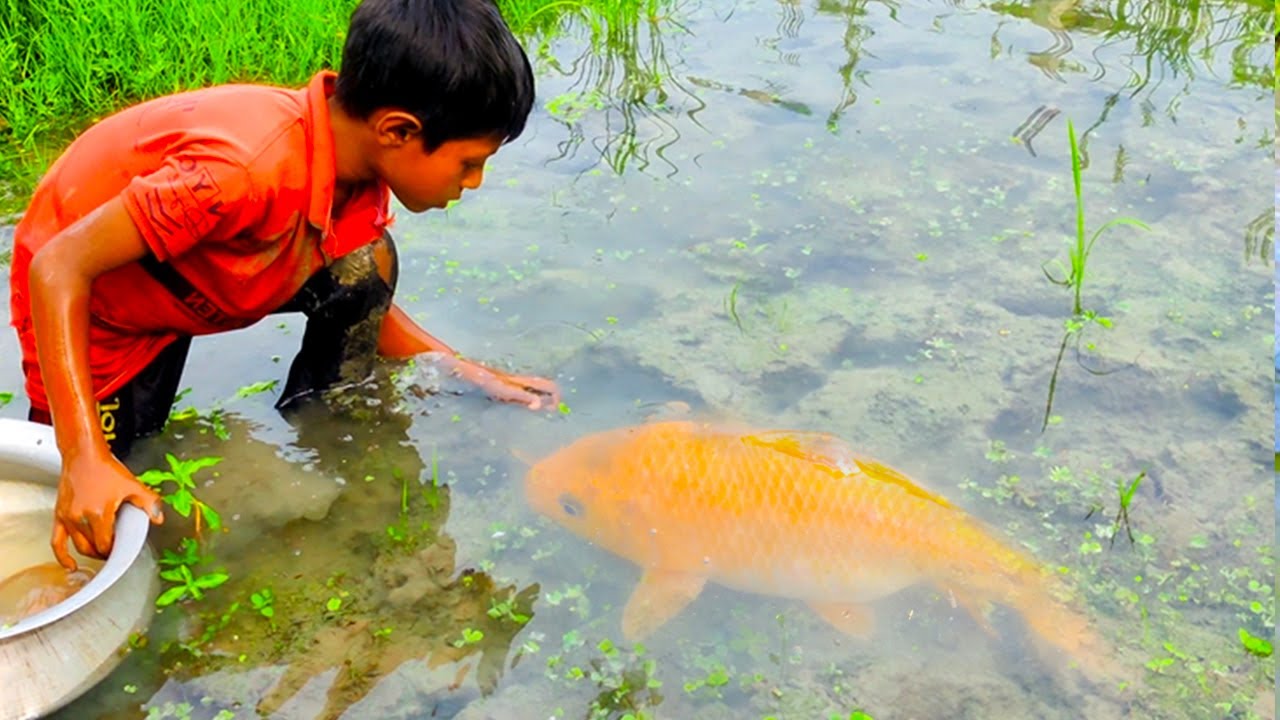 amazing hand fishing videos Smart boy catching carp fish by hand from