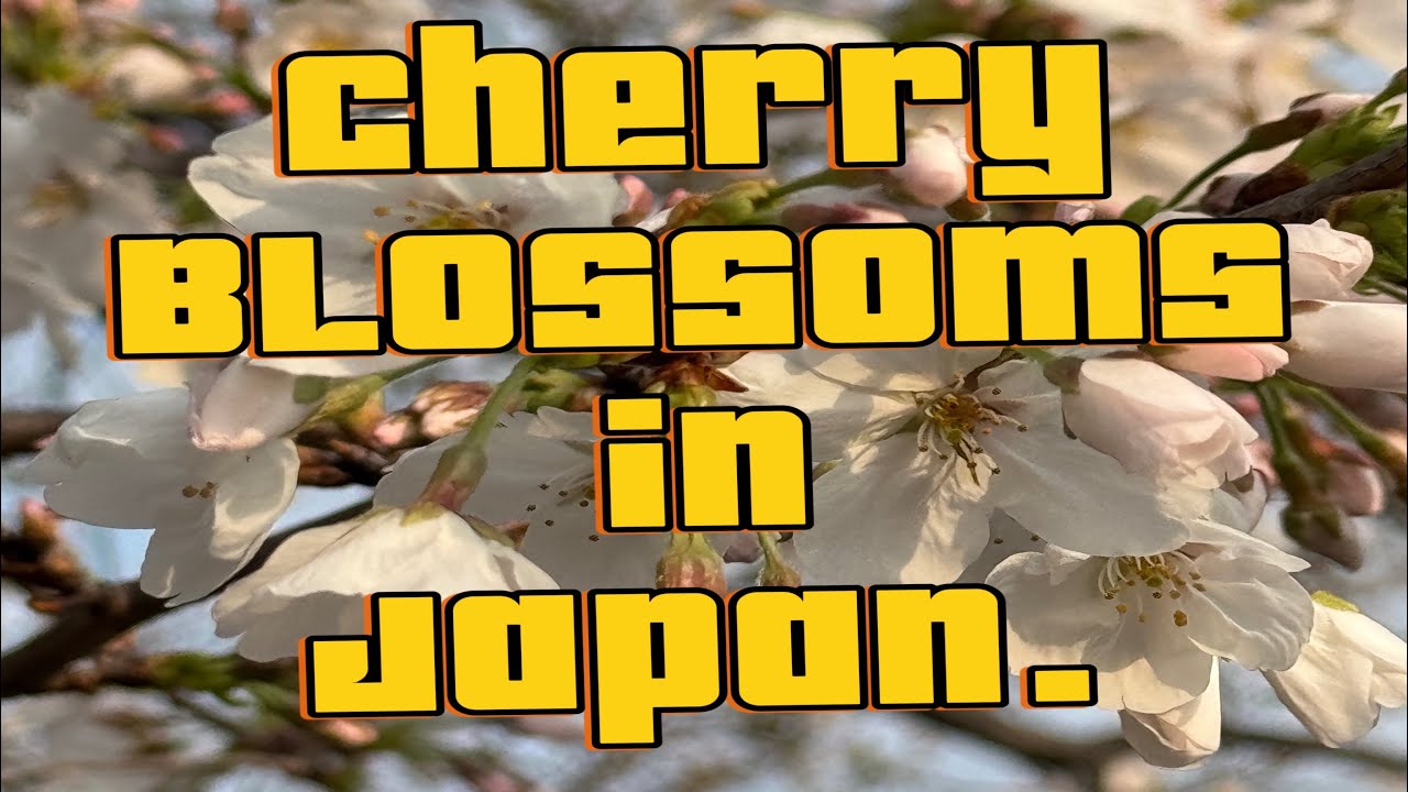 Cherry Blossoms in Japan - YouTube