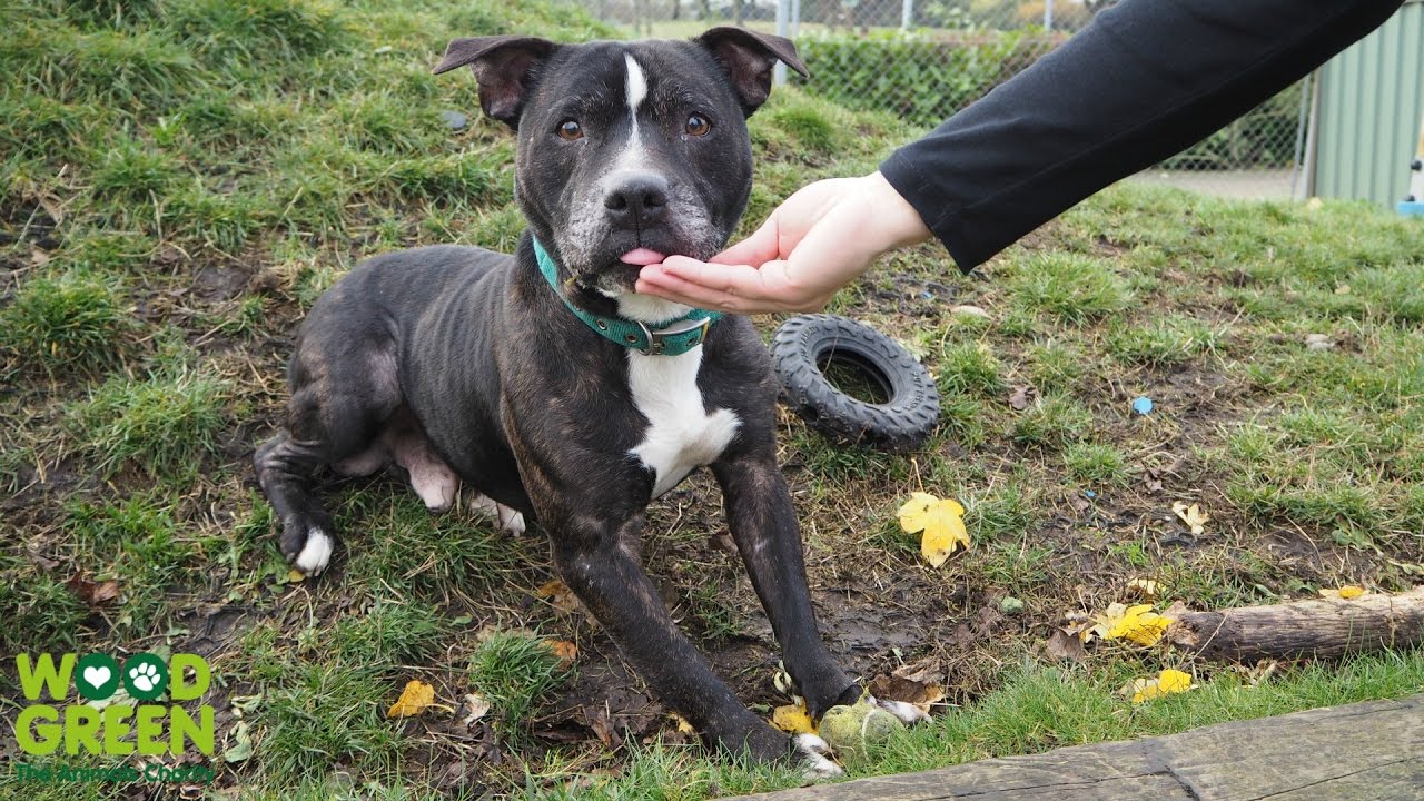 petco hours Ripley 32030