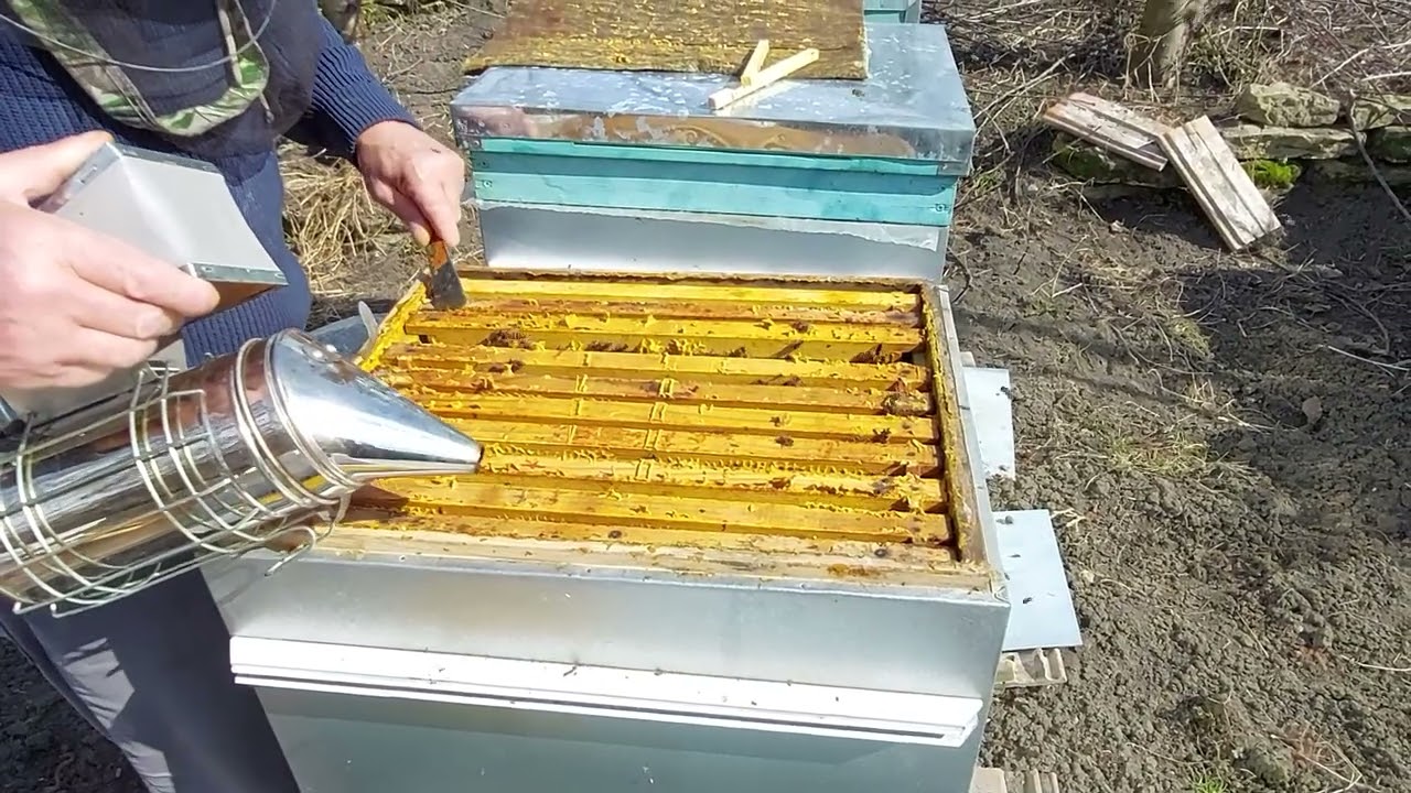 Nr 10 .Albine la 8 martie 2023, cat puiet este, continuam dezvoltarea