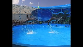 Незабываемое шоу для одаренных и детей из многодетных семей провели в дельфинарии Немо Незабываемое шоу для одаренных и детей из многодетных семей провели в дельфинарии Немо