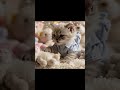 🧸 BB Cat the Nursery Teacher | Sweet Dreams Class 💕😴 #Shorts