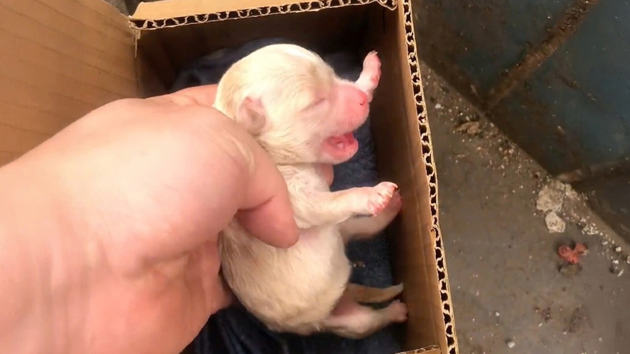Weighing less than 200 grams, the puppy shivered in its cardboard box in  the freezing cold - YouTube