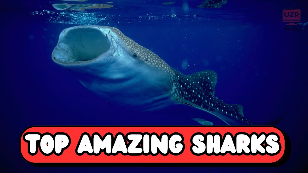 Top 10 Most Amazing Sharks in the Sea | Incredible Ocean Creatures ...