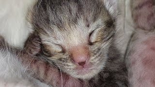 Tiny Kittens Push Abandoned Kittens Away From Their Mama 😿💔